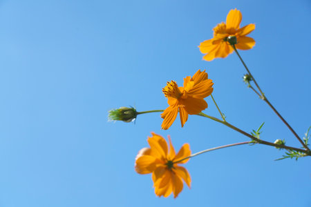 Tokyo,Japan - September 27, 2022: Golden cosmos or yellow cosmos on blue sky backgroundの写真素材