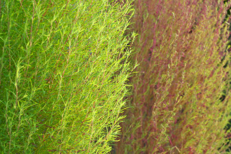Tokyo,Japan - October 4, 2022: Closeup of two summer cypressesの写真素材