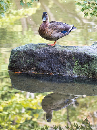 Tokyo,Japan - October 8, 2022: A duck rests on a rock in a pondの写真素材