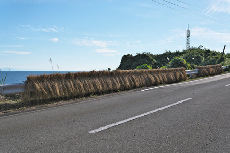 Niigata,Japan - October 21, 2022: Drying harvested rice plant on guardrail in Sado island, Japanãの写真素材