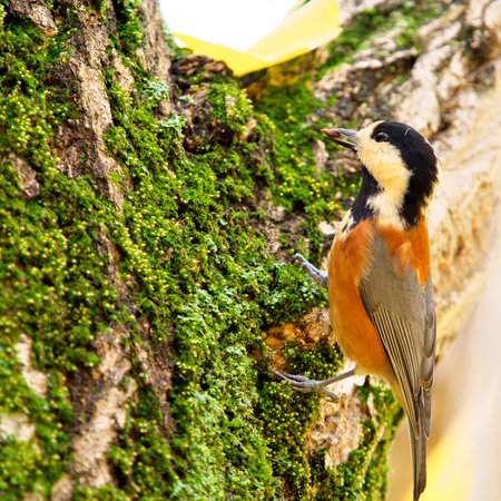 Tokyo,Japan - November 15, 2022: Sittiparus varius or varied tit or yamagara on a bark of ginkgo treeの写真素材