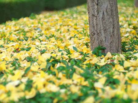 Tokyo,Japan - November 20, 2022: Stacked fallen yellow gingko leaves in early winter in Tokyo, Japan