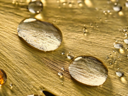 Tokyo,Japan - November 21, 2022: Closeup of raindrops on yellow gingko leafの写真素材