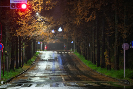 Tokyo,Japan - December 6, 2022: Dawn redwood or Metasequoia glyptostroboides trees along the street in the night in Tokyoの写真素材