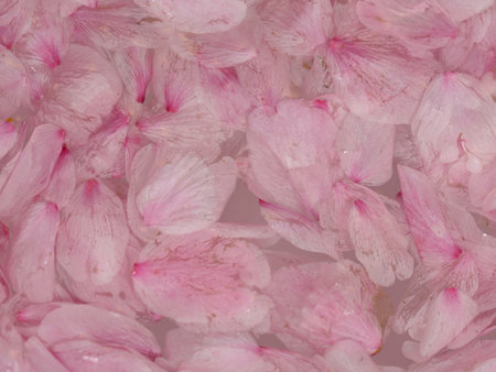 Tokyo, Japan - March 26, 2023: Closeup of pink sakura blossom petalの写真素材