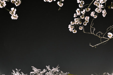 Tokyo, Japan - April 1, 2023: The Big Dipper or the Plough viewed through sakura cherry blossom in full bloom in Takarano Park in Tokyo, Japanの写真素材