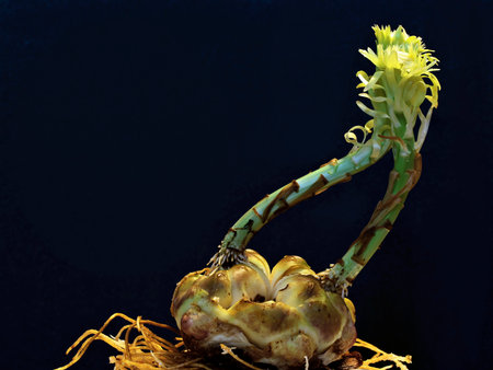 Tokyo, Japan - April 6, 2023: Closeup of a shoot of lily bulb on black backgroundの写真素材