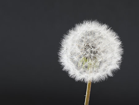 Tokyo, Japan - April 13, 2023: Closeup of dandelion puff or puffball or parachute ballの写真素材