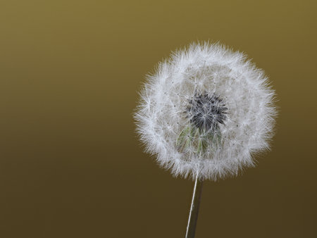 Tokyo, Japan - April 13, 2023: Closeup of dandelion puff or puffball or parachute ballの写真素材