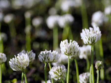 Tokyo, Japan - May 4, 2023: Closeup of white clover flowers in a gardenの写真素材