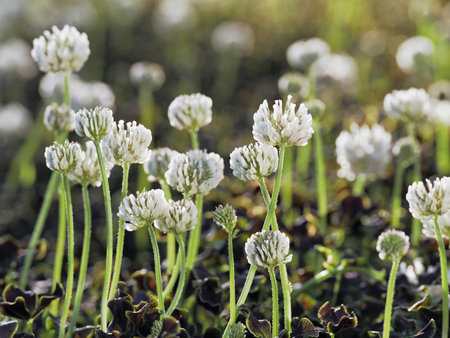 Tokyo, Japan - May 4, 2023: Closeup of white clover flowers in a gardenの写真素材