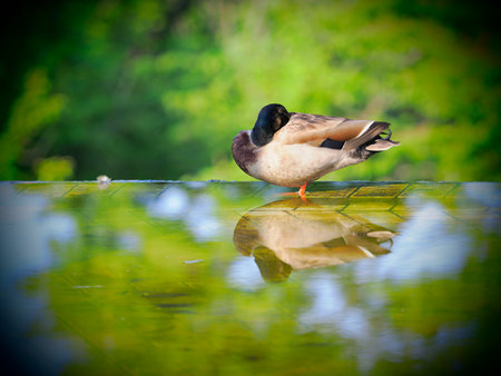 Tokyo, Japan - May 4, 2023: A duck resting in a pond in the morningの写真素材