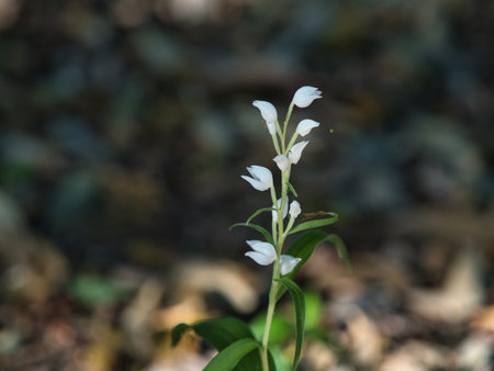 Tokyo, Japan - May 4, 2023: Closeup of Cephalanthera erecta or Ginran in Red Data Bookの写真素材