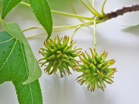 Tokyo, Japan - June 3, 2023: Closeup of leaves and fruits of American Sweetgum on white backgroundの写真素材
