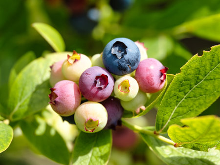 Ripe blueberries on a bush in the forest. Shallow depth of fieldの写真素材