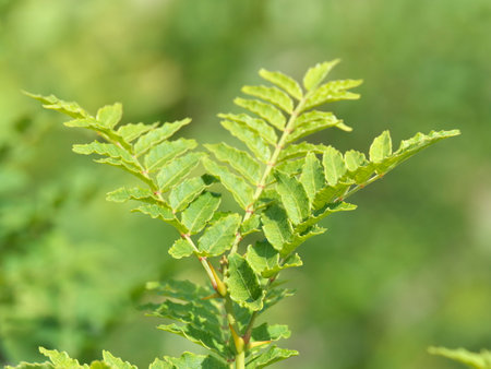 Green leaves on a background of green foliage. Macro photography of nature.の写真素材