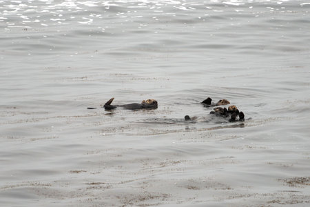 sea otters in the seaの写真素材