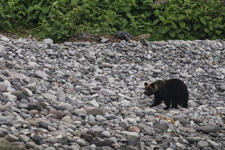Grizzly bear on the coast.の写真素材