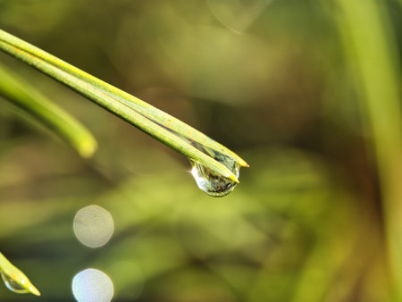 Dew drops on the blade of grass. Shallow depth of field.の写真素材