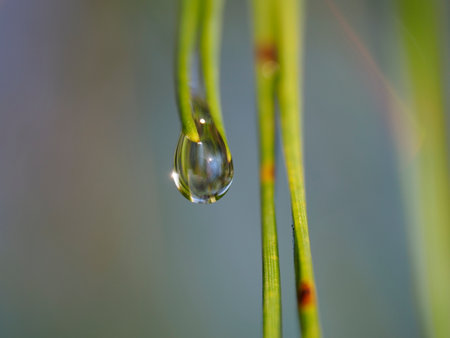Water drop on the green grass in the morning. Shallow depth of fieldの写真素材