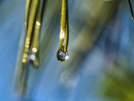 Water droplets on a pine branch in the forest. Selective focus.の写真素材