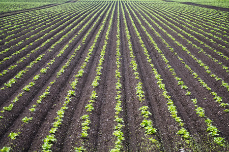 Hokkaido, Japan - June 11, 2023: Potato field in Nakashibetsu, Hokkaido, Japanの写真素材