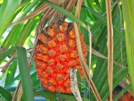 Okinawa,Japan - July 2, 2023: Ripe fruit of Pandanus odoratissimus on Kohamajima island, Okinawa, Japanの写真素材