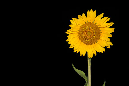 Tokyo, Japan - August 22, 2023: Closeup of Isolated Sunflower on black backgroundの写真素材