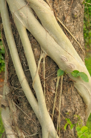 Parasite plants rootの写真素材