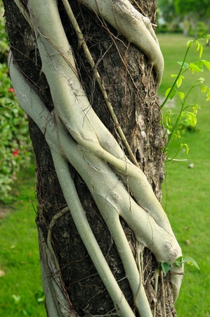 parasite plant on treeの写真素材