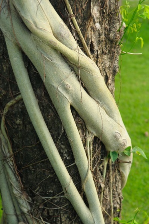 Parasite roots on tree barkの写真素材