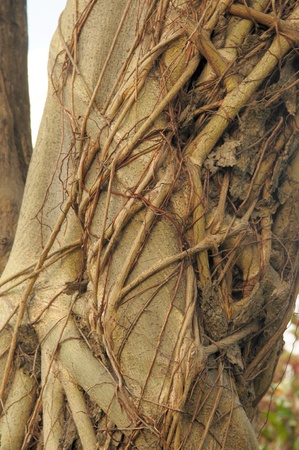 Parasite roots on tree barkの写真素材