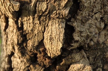 Closed up bark texture の写真素材