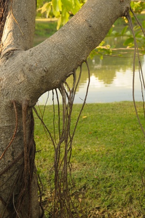 Roots air in gardenの写真素材