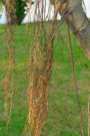 Roots air in garden