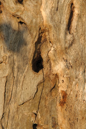 Tree bark texture with holeの写真素材