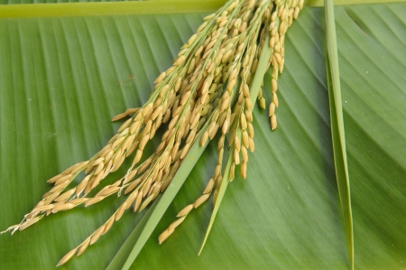 Rice on green leaf backgroundの写真素材
