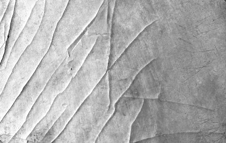 Bark texture backgroundの写真素材