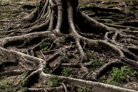 Closed up big tree roots show nature concept