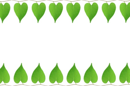 Frame of green leaves on white background