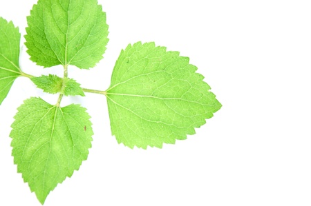 Young Green Plant on white background