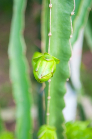 Flower of dragonfruit is cactus family Cactaceaeの写真素材