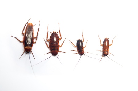 Four age of cockroach on white backgroundの写真素材