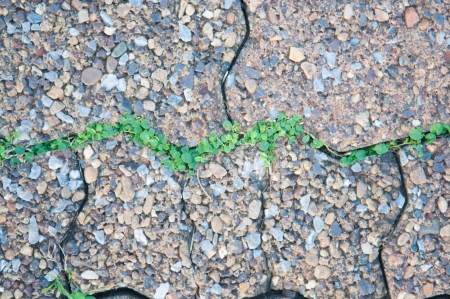 Grass on gap of brick floorの写真素材