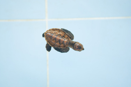 Little baby turtles in nursery of Thailand 