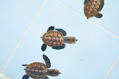 Little baby turtles in nursery of Thailand
