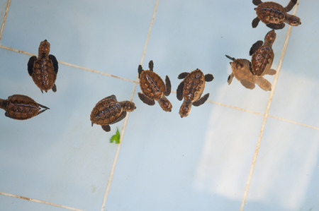 Little baby turtles in nursery of Thailandの写真素材