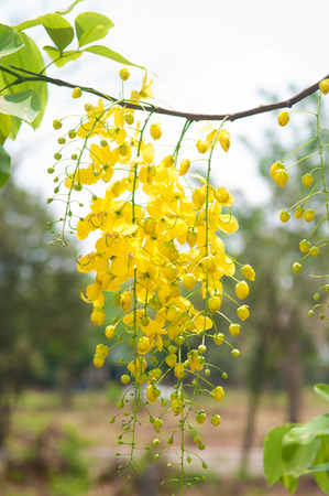 Cassia fistula or shower flowers show nation flower of Thailandの写真素材