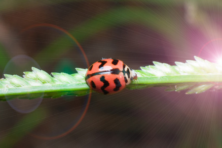 Beetle bug on green grass flower and sun light effect
