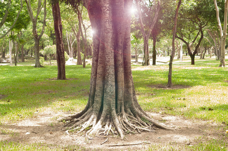 Tree and sun light in spring forest